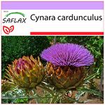 SAFLAX - Cardoon/Spanish Artichoke - 50 Seeds - Cynara cardunculus