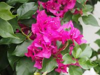 Healthy Vibe Vibrant Bougainvillea Plant - Live Outdoor Flowering Plant for Gardens | and Patios" | Outdoor Vine Plant | Vibrant Tropical Flowers | (PINK BOUGAINVILLEA PLANT)