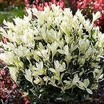 Euonymus Himalaya Garden Plant | Japanese Spindle Evergreen Outdoor Summer Flowering Shrub with Cream Flowers for Borders Patio in Pot (15-30cm Incl. Pot)