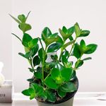 4in Goldfish Plant, Ideal Gifts, Home Decor, Indoor Plant, Shady Lady Plant, Heidy Goldfish Plant, Real Plant, Live Plant, Plant for Office, (4 in Pot Green Goldfish)