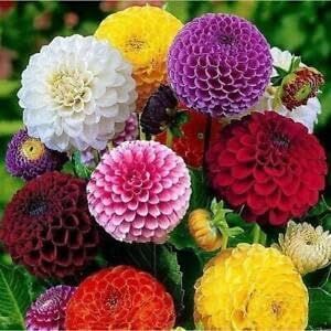 Dahlia Pompon Double Mixed 25 Seeds Pompom Prolific Blooms Combined