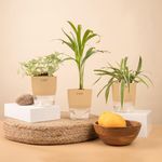 KYARI Spider-Areca Palm-Fittonia Pink Combo of 3 Indoor Plants for Living Room | Live Plants | Plants with Cream Pot for Home Air purifier plants | Plants for Home Decor | Plants for garden