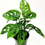 Monstera Adansonii Swiss Cheese Plant Live in 4Inch Pot - Split Leaf Fenestrated Live Indoor Houseplants for Home Office Wedding Decorations & Birthday Gift