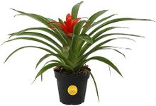 Costa Farms Flowering Bromeliad Ind