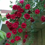 Gorgeous Glory Garden Live Rare Red Rose Climbing Live Flower Plant For Indoor and Gardening (Red Rose plant) With Pot