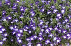 Pack x6 Trailing Trailing Lobelia S
