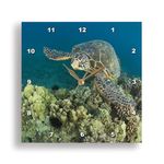 3dRose dpp_89950_1 Green Sea Turtle, Makena SP, Maui, Hawaii - US12 SWS0152 - Stuart Westmorland - Wall Clock, 10 by 10-Inch