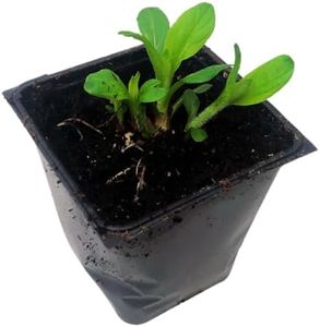Smoke Camp Crafts Organic Jerusalem Artichoke Tubers Plant (Helianthus tuberosus) - Sunchokes, Sunroot or Jerusalem Artichokes Plant in 2.5 inch Pot - Survival Food, Perennial Plant