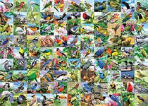 Ravensburger 99 Delightful Birds 300 Piece Large Format Jigsaw Puzzle for Adults - 16937 - Easy to See & Easy to Hold Large Pieces Fit Together Perfectly