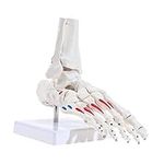 LYOU Life Size Flexible Foot Skeleton with Ankle Joint Model, Muscle Origins and insertions are Color-Coded(Right)