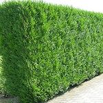 Western Red Cedar Hedging Plants 20-40cm Thuja Atrovirens Evergreen Hedge Potted (10 Plants)