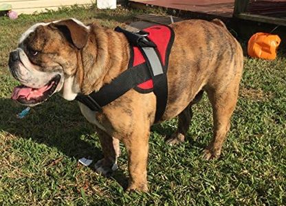 HDP Big Dog Soft No Pull Harness Size:Medium Color:Red