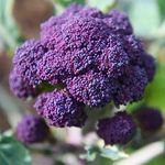 Welldales 50 Purple Sprouting Broccoli Seeds UK Hardy Garden Vegetable Early Crop Harvest