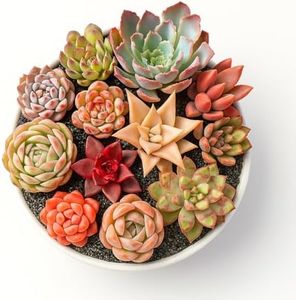 24 Pack Live Rosette Succulent Plants – Assorted Mini Echeveria Succulents Bare Root, Low Maintenance Succulent Variety Pack for Wedding Favors, Gifts, DIY Projects, Home Décor & Garden Arrangements