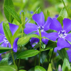 50 Vinca P