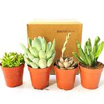 Live Succulent Mix Indoor Pot Plant House Office Celebration Gift Idea (4)