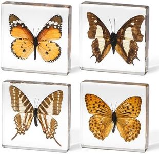 4-Pack Taxidermy Butterfly, Real Butterflies Specimens in Resin - Genuine Resin Butterflies Framed Display for Taxidermy Bugs, Oddities & Home Decor (Style 2)