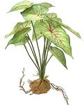 Woyrise Reptile Artificial Plants f