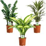 Indoor Plant Mix - 3 Plants - House/Office Live Potted Pot Plant Tree (Mix C - Dieffenbachia Camilla, Zamioculca Zamiifolia & Areca Palm Lutescens)