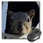 3dRose mp_19083_1 8 x 8-Inch Baby Squirrel in a Martin Bird House Mouse Pad