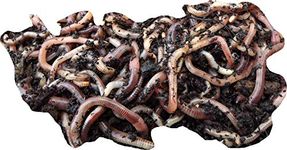 Yorkshire Worms Dendrobaena Worms 1Kg Pack - Suitable for Composting, For Bait For Fishing and Wormery Starter Packs (1Kg)