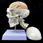 Human Skull with Brain and Cervical