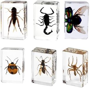 Insect Specimen Insect Specimen Paperweight Paperweight Real Specimen Resin Insect Specimen Preserved in Resin Insect Specimen Specimen for Children Science Education Supplies (Color : Insect X6)