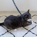 Zen Fish Charm Cat Harness & Leash Set (Blue)