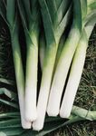 Leek Plug Plants "Grow Your Own" Vegetables from our Premium Quality 'Ready to Plant Now' Young Vegetable Plants (12)