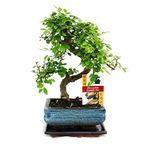 Bonsai Elm parvifolia S Style 7 yr - 1 tree - By Bonsai2u