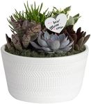 Costa Farms Live Succulent Garden C