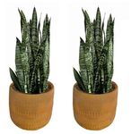 AkGreens Sansevieria trifasciata Snake plant, Mother in law tongue, Air Purifire plant in biodegradable grow bag- Set of 2 plants with 2-5 leaves