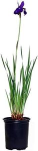 Iris sibir