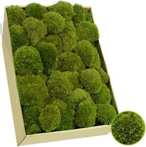 TCYPUHL 2.4 sq.ft, Yellow Green Pillow Moss Bulk Cushion Moss Preserved Pillow Bun Moss Preserved Moss Wall Art Natural Moss Decorative