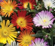 Pack x6 Delosperma Jewel of Desert 'Mixed' Rockery Perennial Garden Plug Plants