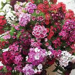 YouGarden Sweet William 'Vesuvio', Set of 20 Garden Ready Plants, Ready to Plant for Autumn and Winter Flowers