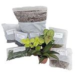 Terrarium/Fairy Garden Kit with 3 P