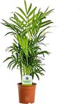 Chamaedorea Elegans -Premium Indoor Plant for Living Room, Bedroom, or Workspace - Exotic Air-Purifying Large Houseplant, Thrives in Low Light, Easy Care, Real Tall Plant with 13cm Pot, 35-50cm Tall