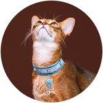 European Vintage Handmade Velvet Cat Choker Collar (L (11", 14.5 lbs), Blue-Turquoise)