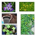 Lincolnshire Pond Plants Ltd - XS Pack Versicolor Blue Flag- 3 Marginal Plants & 1 Oxygenating Plant - Live Water Plant Aquatic Pond Lake Marginal