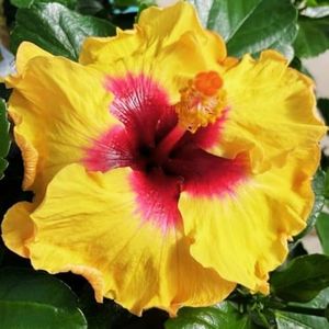 2 Yellow Red Hibiscus Live Plants, Clump 8-12” Tall, Hardy Hibiscus Plants Live, Hibiscus Trees Flowering Shrub