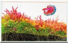 UNS Ultra Clear Rimless Tank - 9.3G