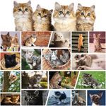 Better Me Cute Kittens 1000 Piece Puzzle for Adults - Fun Kitten Puzzle for Cat Lovers, Collage Kitten Jigsaw Puzzle 1000 Pieces