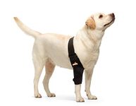 NeoAlly Dog Elbow Brace Protector Pads for Canine Elbow and Shoulder Support Elbow Hygroma, Dysplasia, Osteoarthritis, Elbow Calluses, Pressure Sores and Shoulder Dislocation (Right Leg, X-Large)