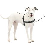 PetSafe Easy Walk No-Pull Dog Harness - The Ultimate Harness to Help Stop Pulling - Take Control & Teach Better Leash Manners - Helps Prevent Pets Pulling on Walks, Medium/Large, Charcoal/Black