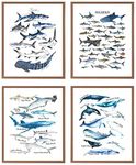 VNWEK Watercolor Rustic Sharks and Whales Wall Art Poster Prints Unframed 8”x10”Set Of 4,Farmhouse Marine Life Decorations for Home Bedroom Living Room Classroom,Gifts For Marine Life Lovers Students