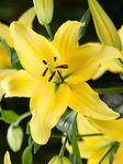 Gebdinsh Garden® Imported Holland Variety Asiatic Lily Yellow Color Flower Bulbs | Packet Of 5 Bulbs