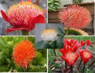 Flower Bulbs Imported Summer Harvest Elegance Football Lily/Scadoxus Beauty for Indoor Gardening Blooms and Healthy Growth flower bulb Multi Mix (Pack Of 1 Bulbs)