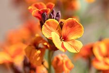 Winter Flowering Plants - WallFlower Cherianthus 'Orange' - 12 x Full Plant Pack - WallFlower Plants - Winter Bedding Plants - Garden Ready + Ready to Plant - Premium Quality Plants