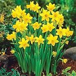 100 x Miniature Daffodils - Tete A Tete - Spring Flowering Dwarf Daffodil Bulbs